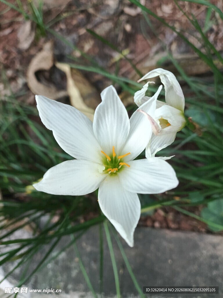 葱兰花