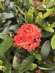 龙船花