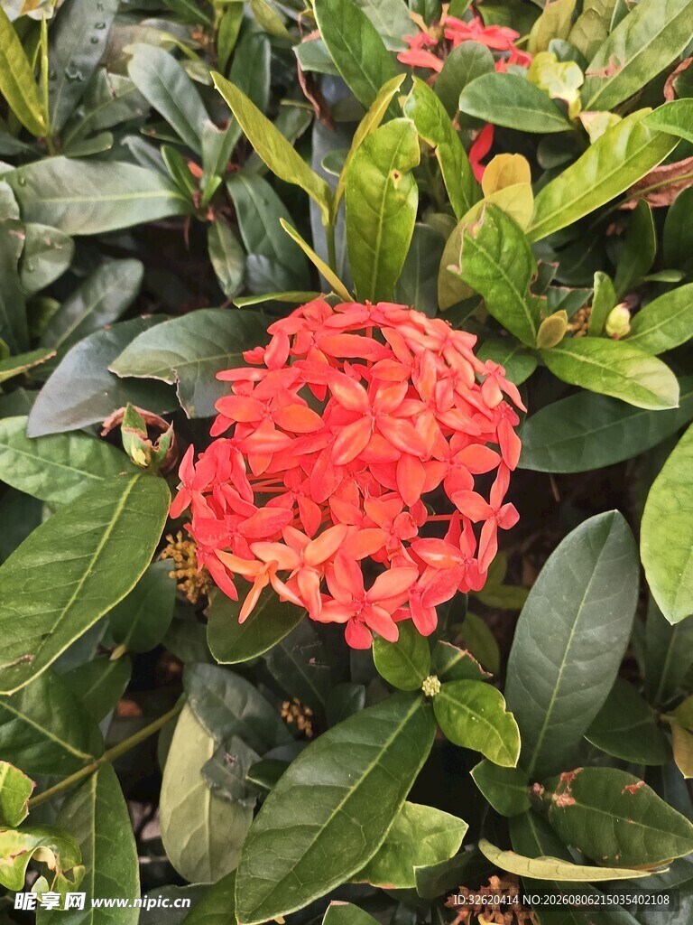 龙船花