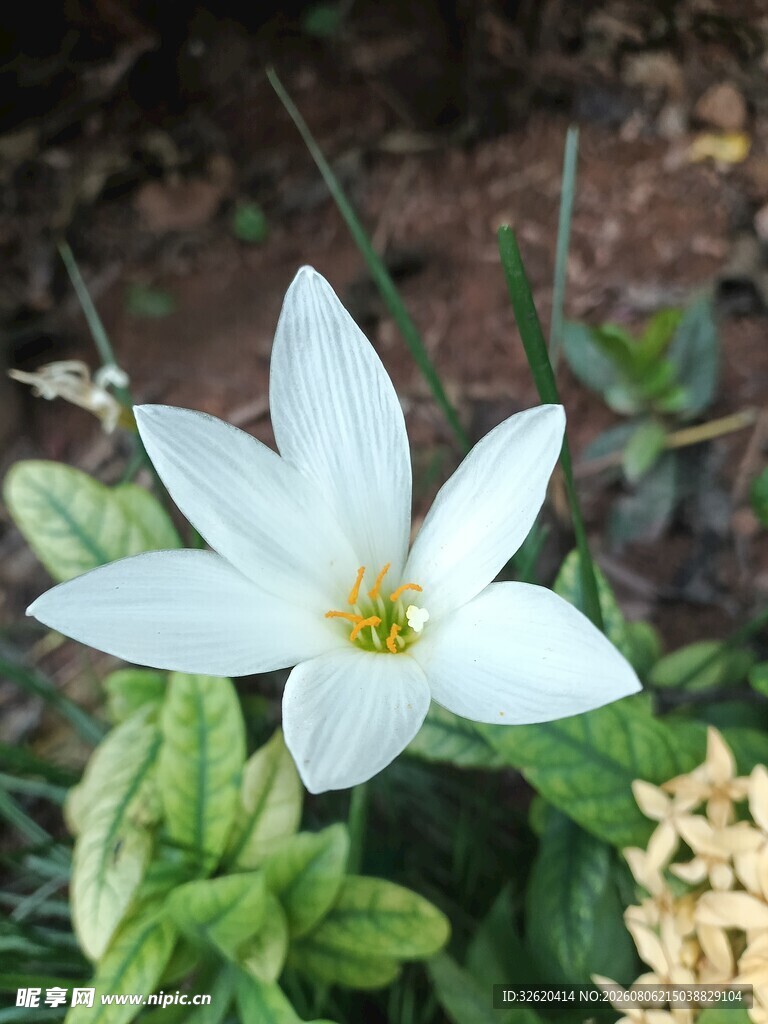 葱兰花