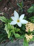 葱兰花