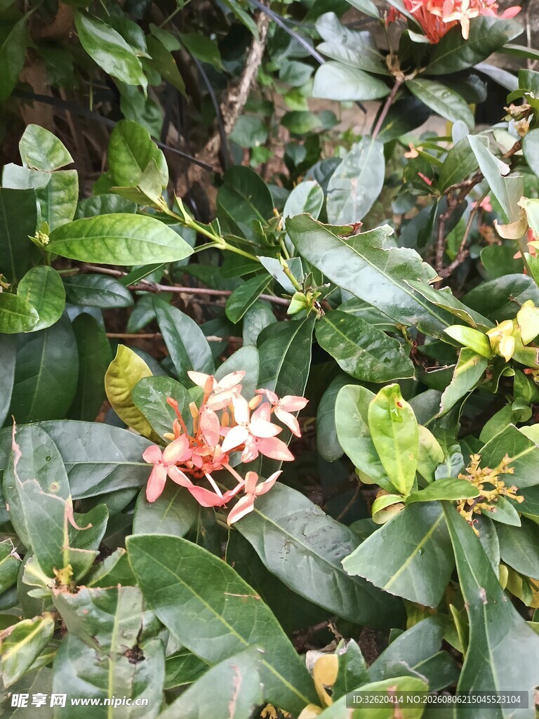 龙船花