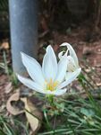 葱兰花