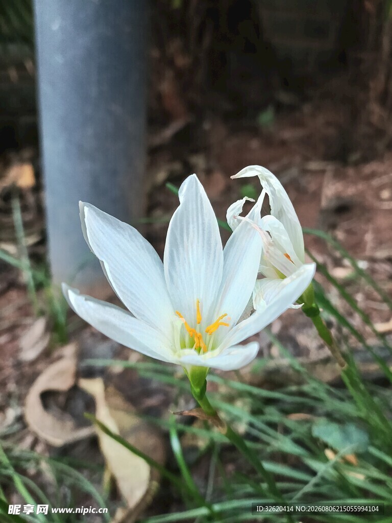葱兰花