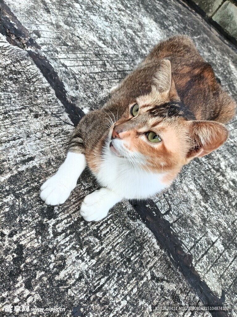 仰头的三色猫咪