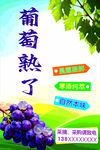 葡萄熟了开启采摘之旅
