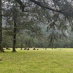 林间草地的悠闲牛群