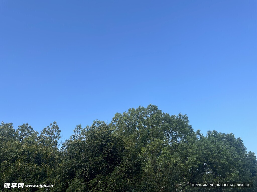 蓝天绿树美景