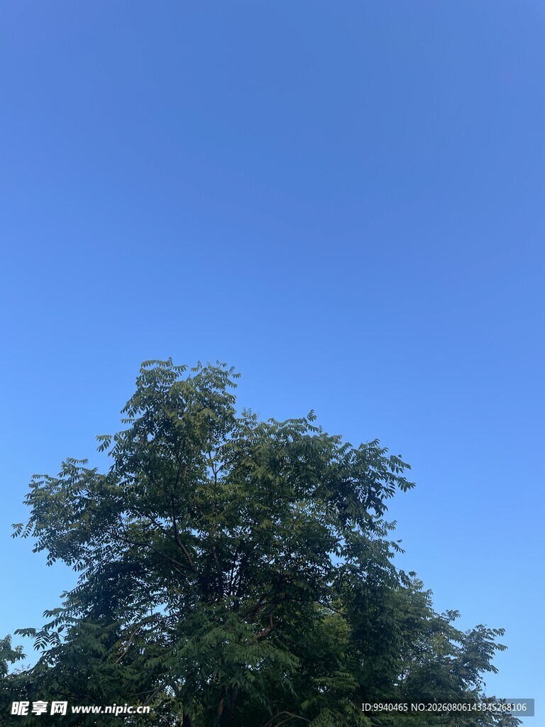 蓝天绿树风景图