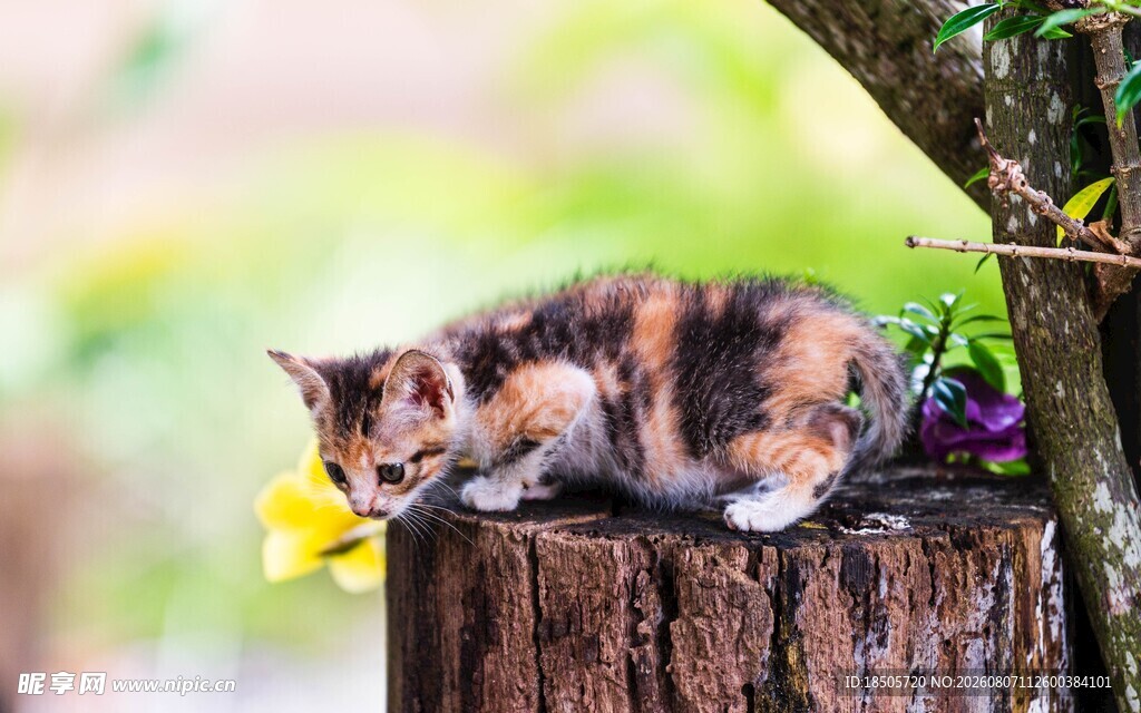 三色猫栖于树桩上