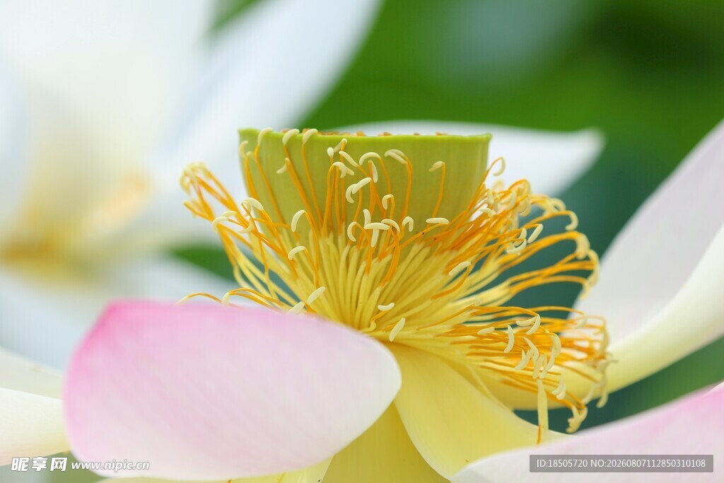 娇艳荷花花蕊特写