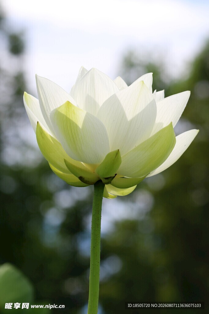 洁白绽放的美丽荷花