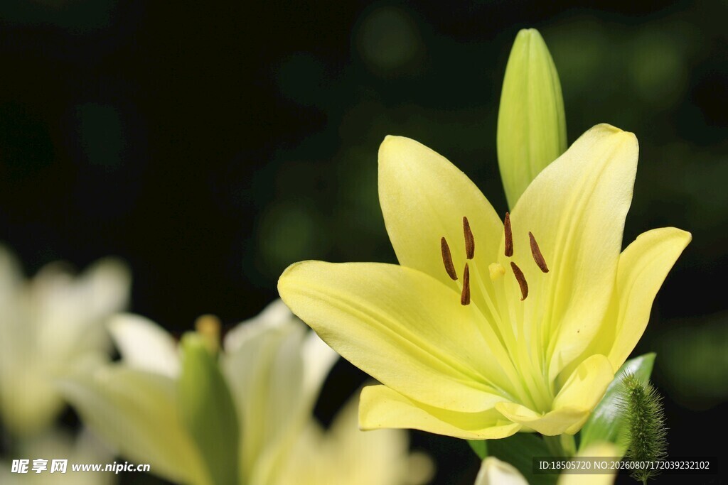 黄色百合花特写