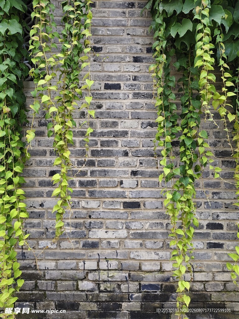爬山虎