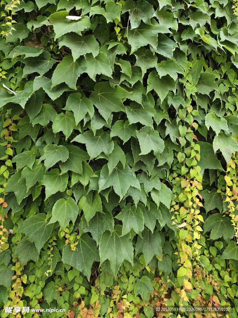绿植背景
