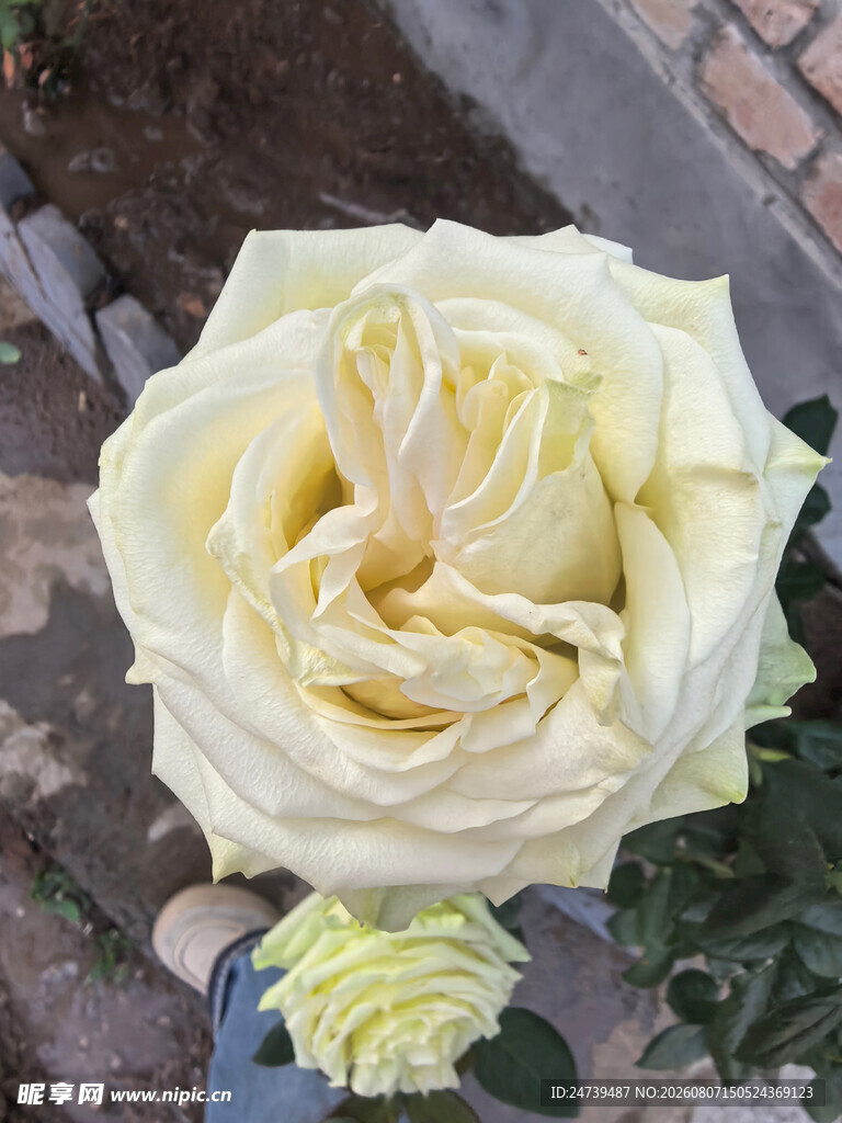 淡黄色盛开的娇艳月季花
