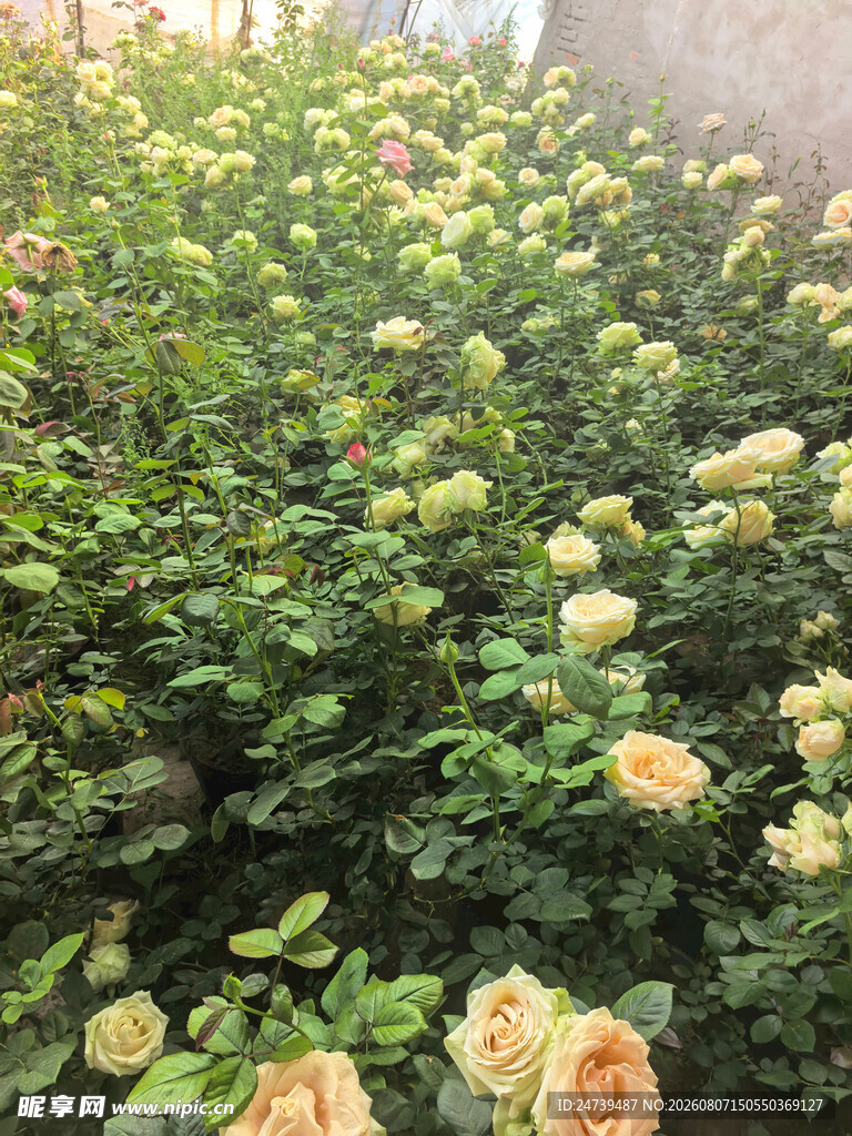 盛开的黄色月季花景观