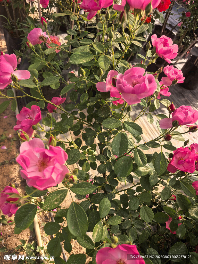娇艳盛放的粉色月季花