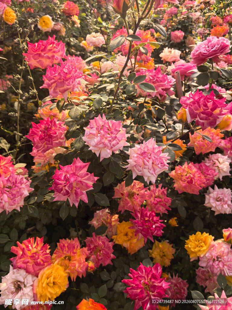 月季花园