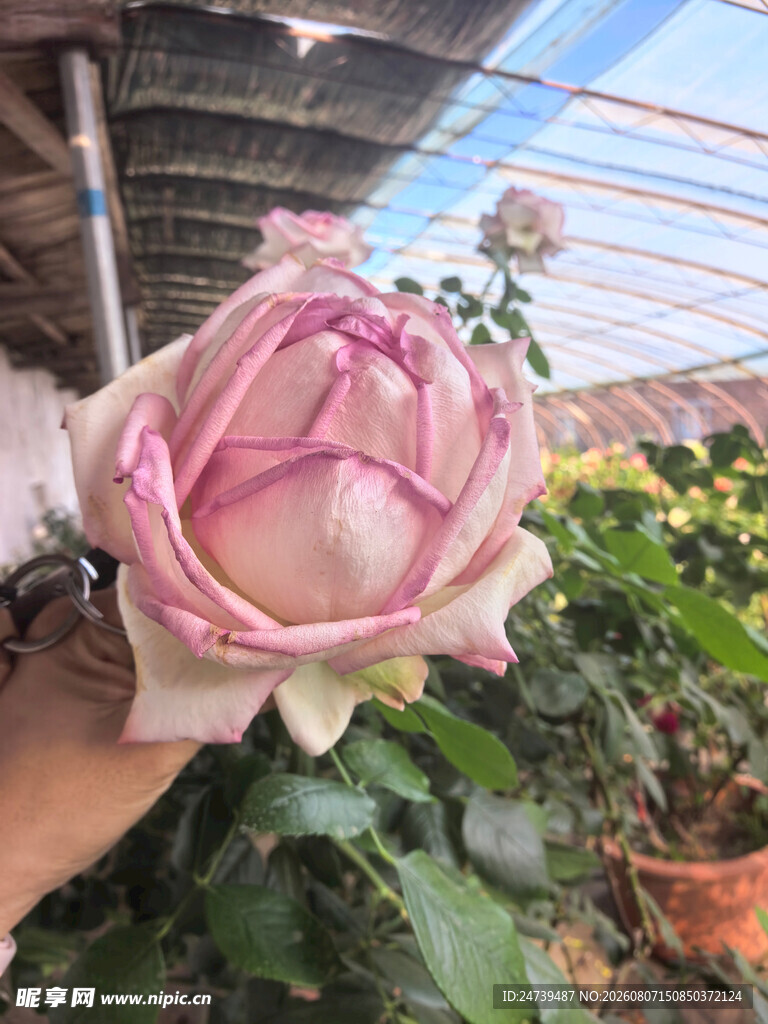 手捧娇艳双色月季花