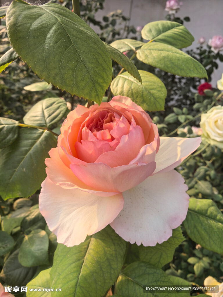 柔美绽放的浅粉色月季花