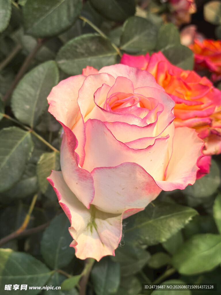 月季花