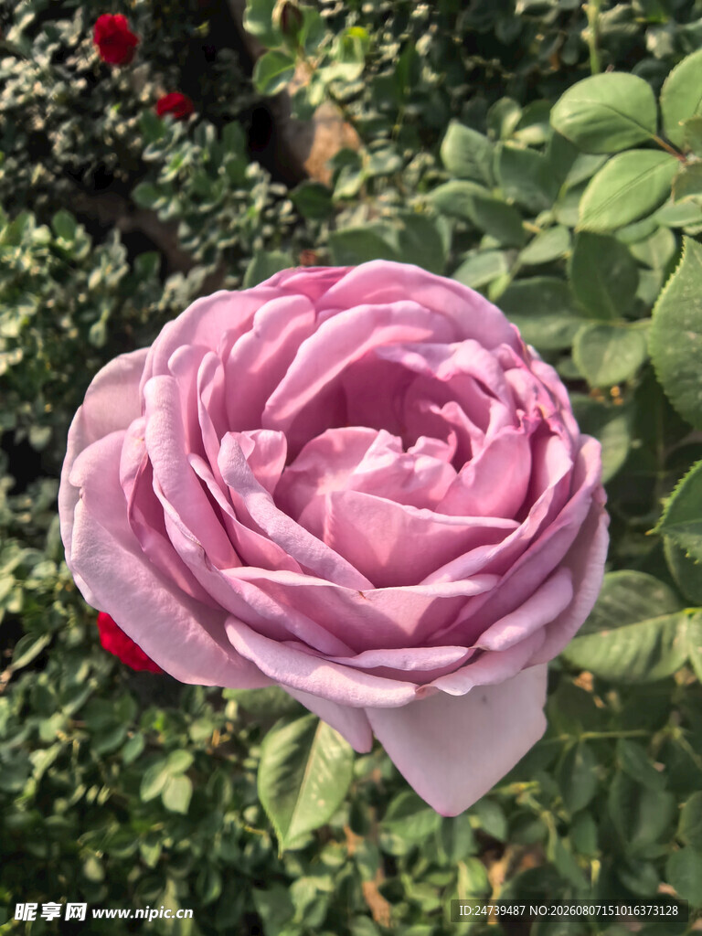 娇艳粉色月季花
