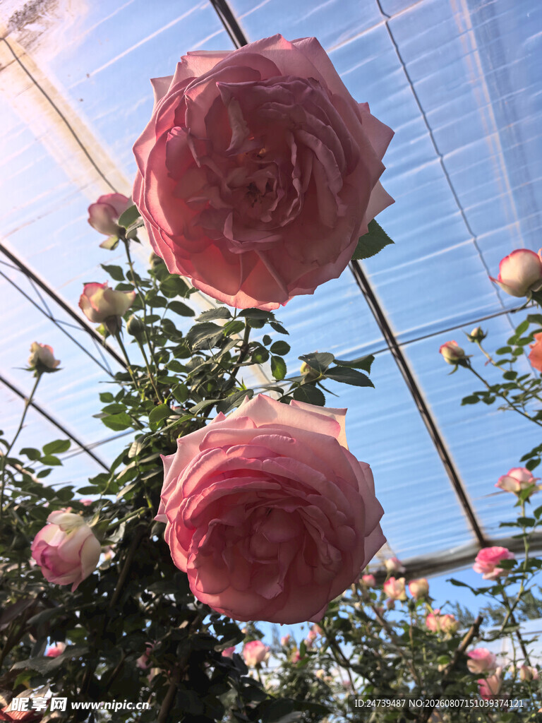 娇艳粉色月季花
