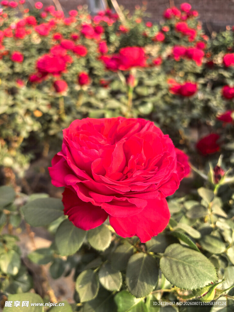 美丽月季花