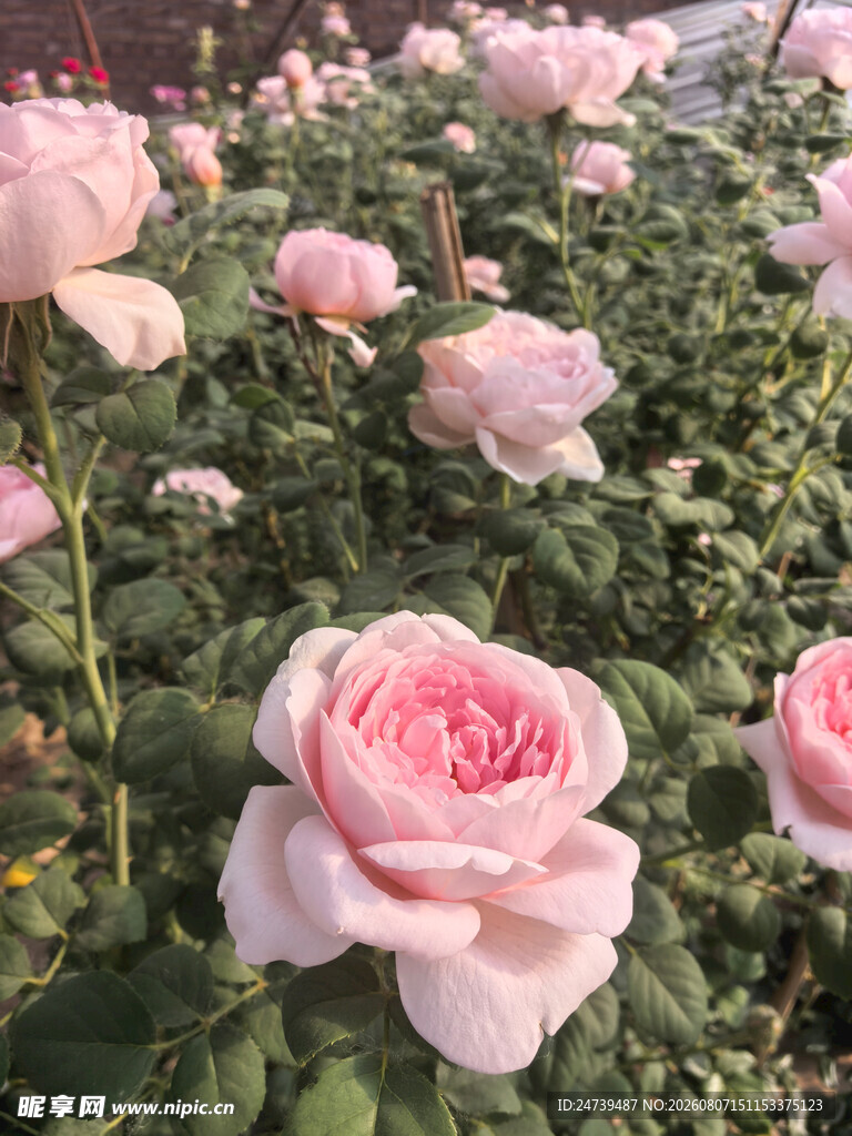 粉色月季花海浪漫绽放