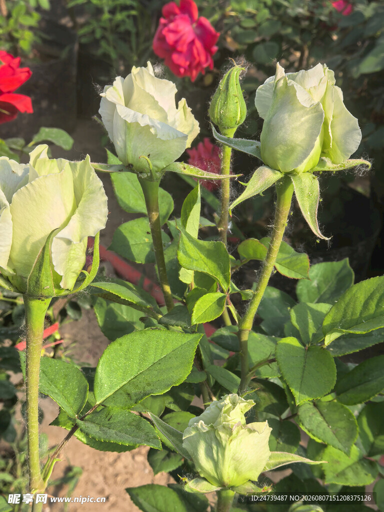 白月季花丛绽放瞬间