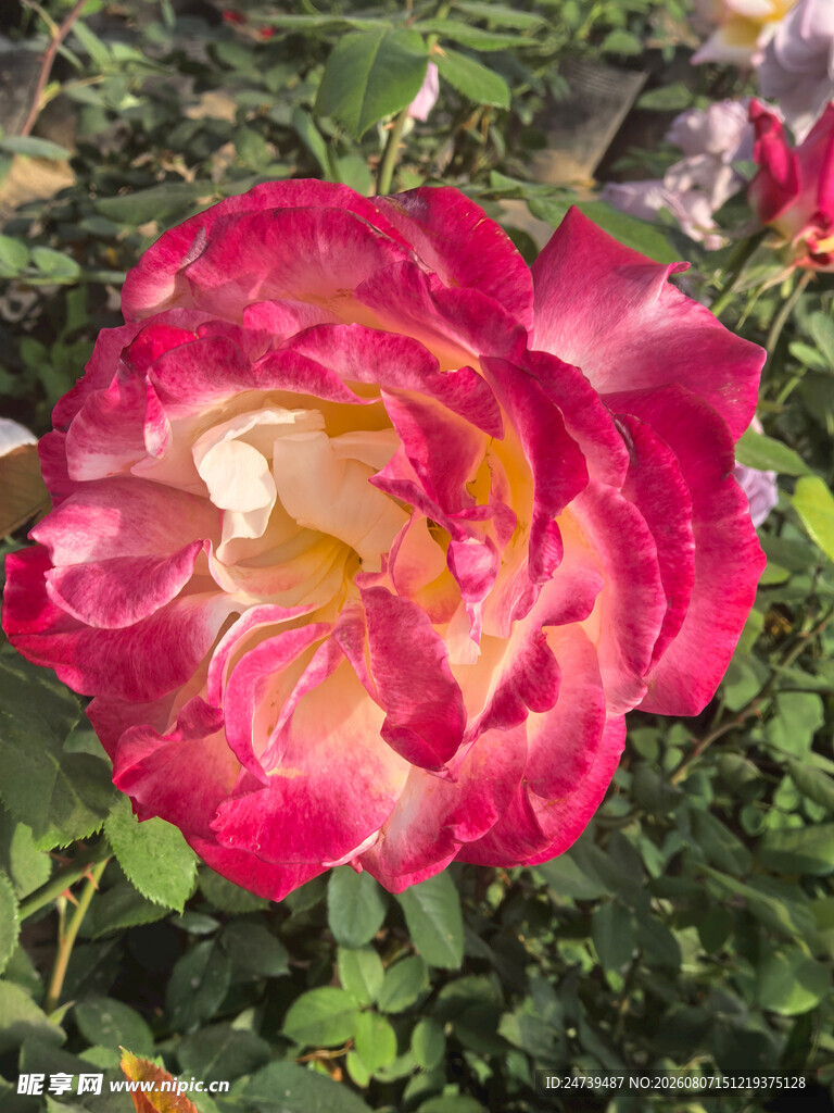 娇艳双色月季花绽放