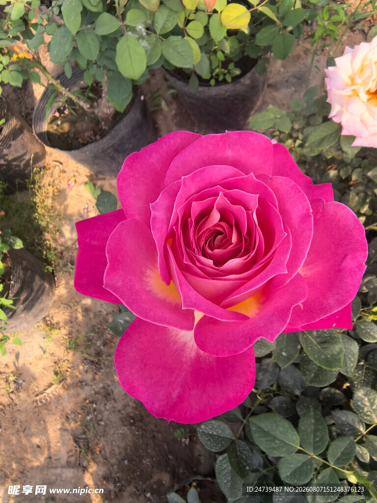 娇艳粉色月季花特写