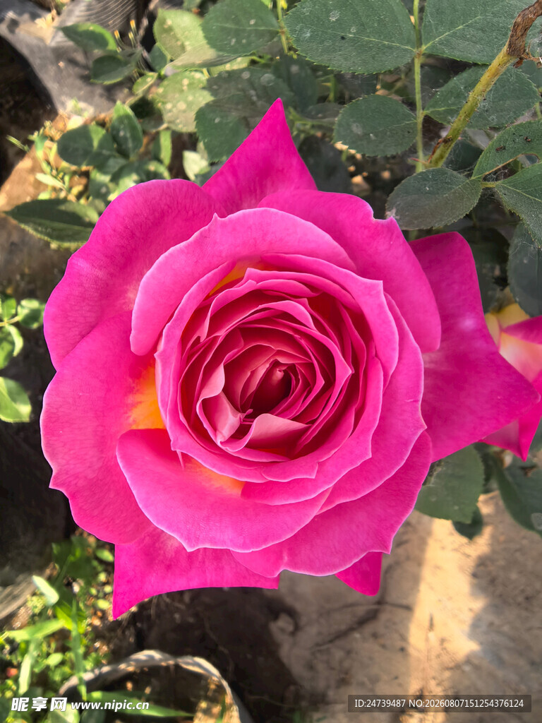 娇艳粉色月季花特写