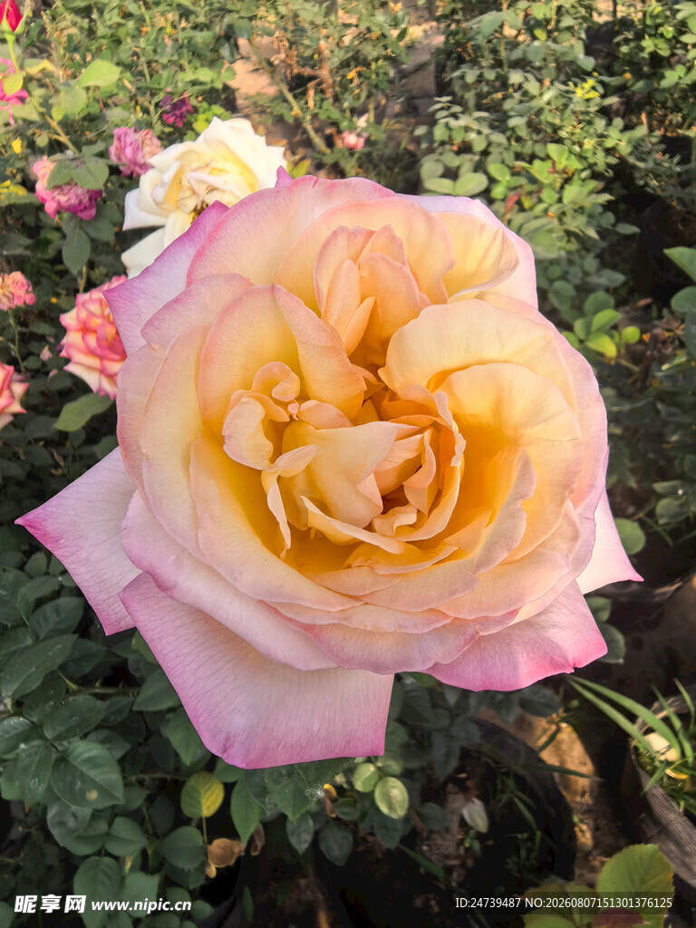 娇艳黄粉渐变月季花