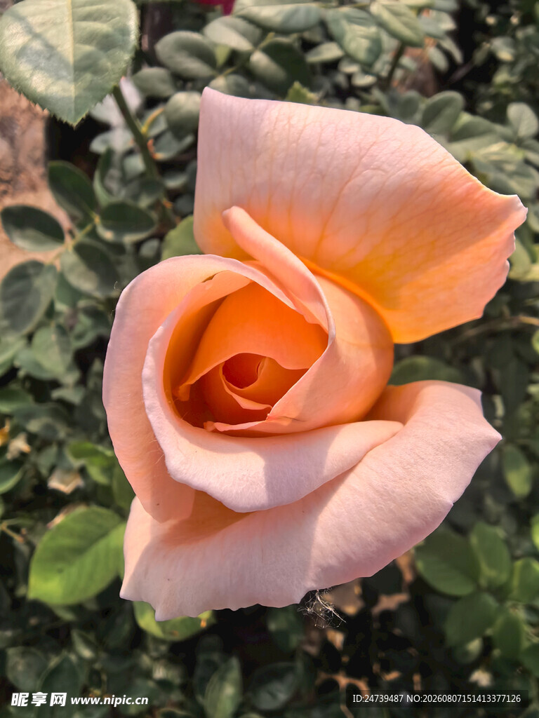 橙色月季花