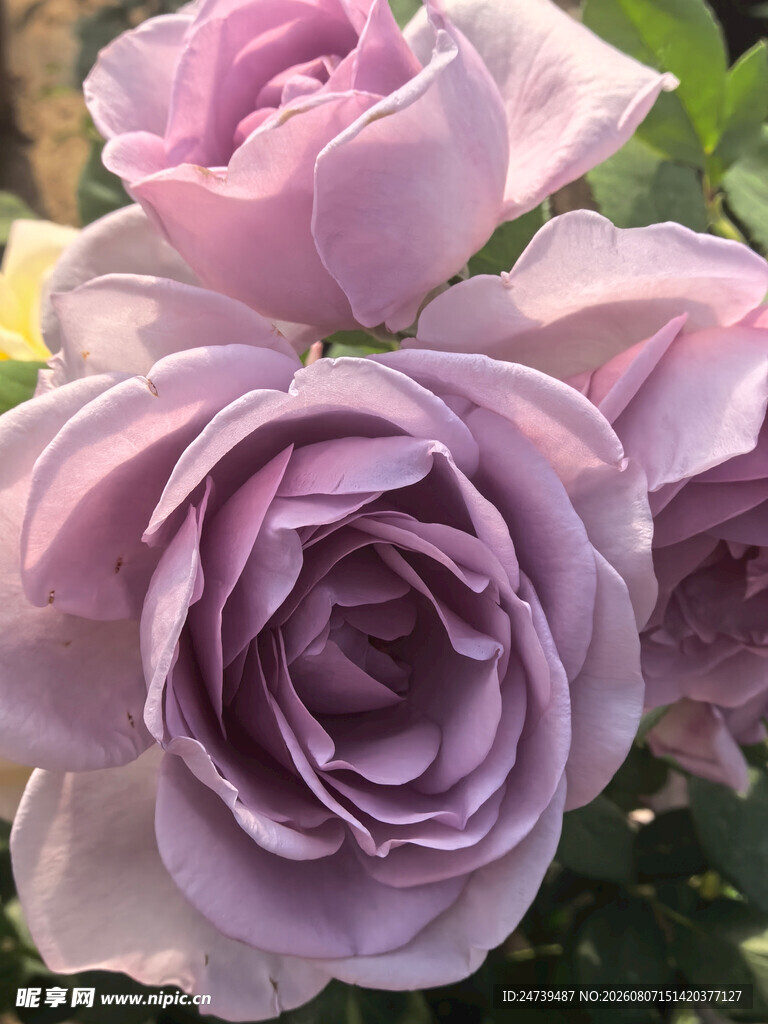 淡紫色浪漫玫瑰花束