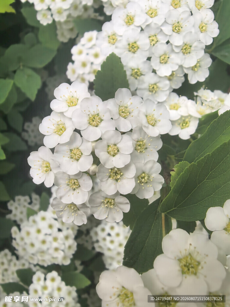 白色绣线菊绽放