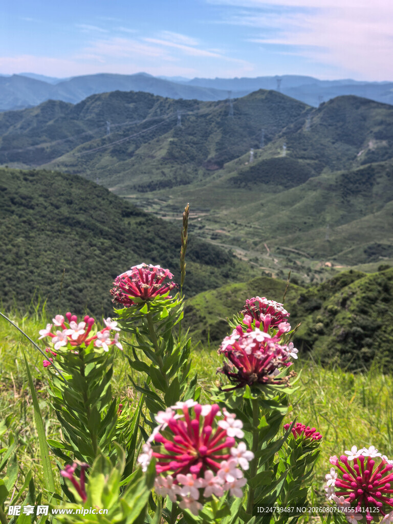 山间绽放的狼毒花