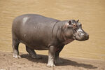 站立的河马