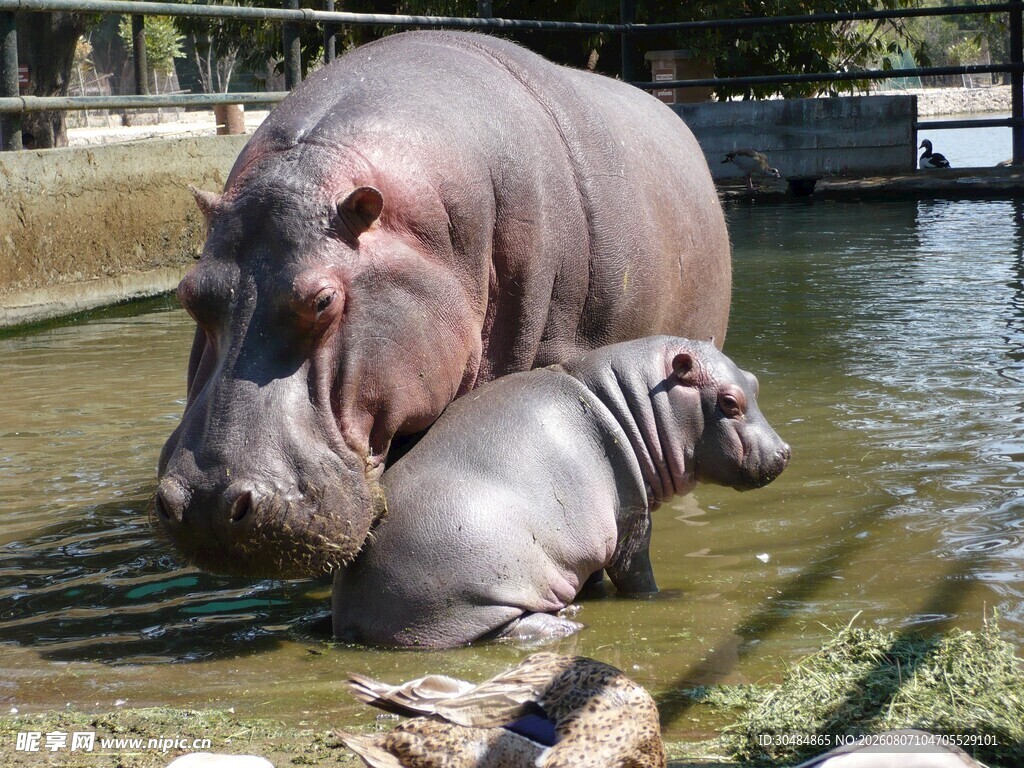 河马母子水中温馨相伴