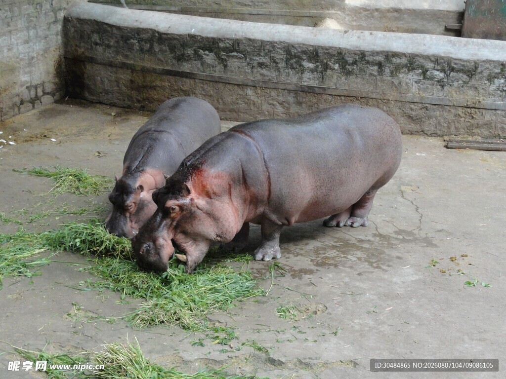 两只河马在进食