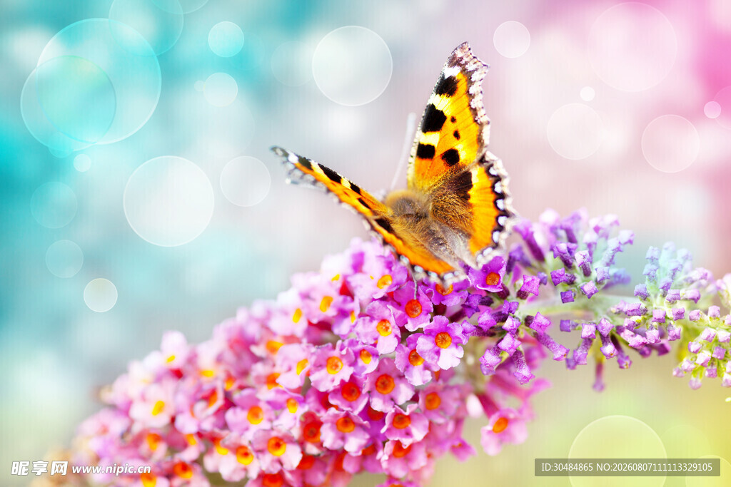 彩蝶停驻缤纷花朵间