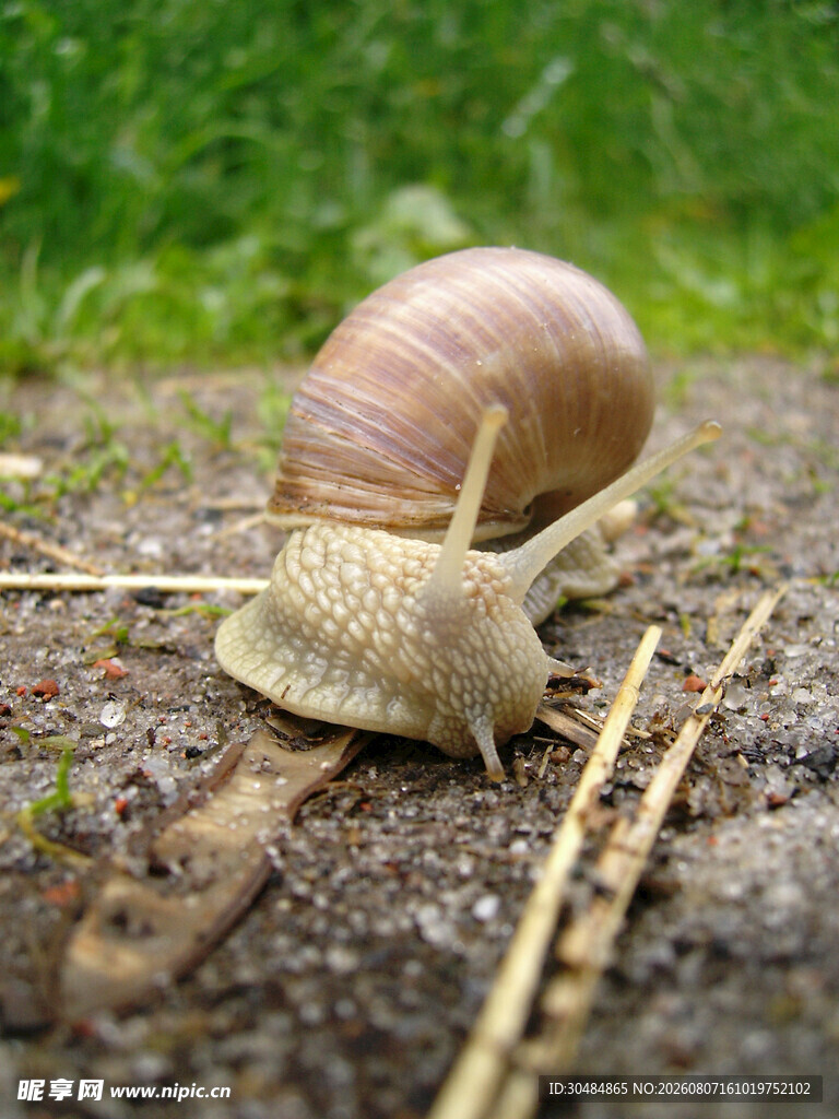 草地上的棕色蜗牛