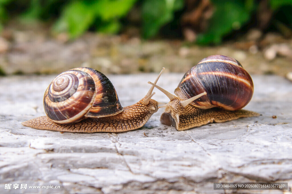蜗牛