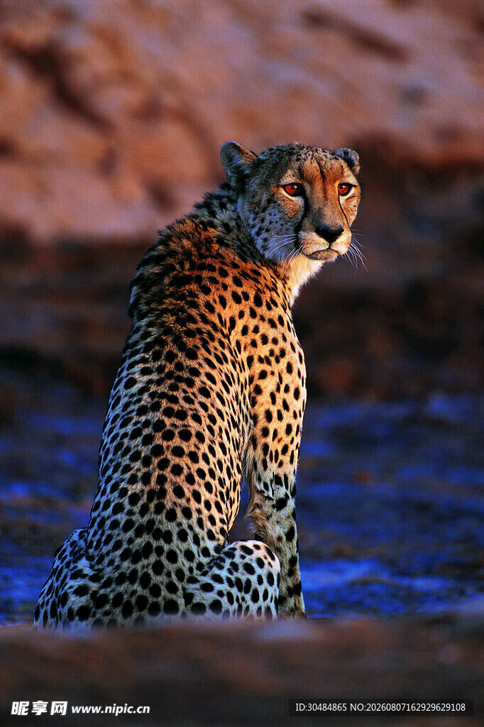 草原上的猎豹