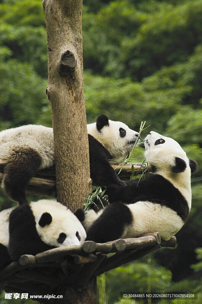 树上休憩的可爱大熊猫
