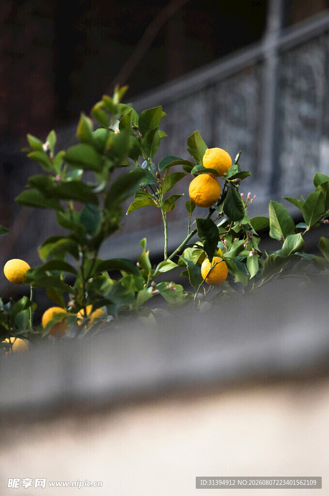 枝头金桔绿意中的硕果