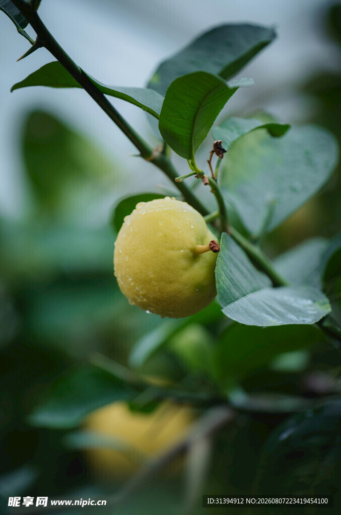 枝头黄果伴绿叶