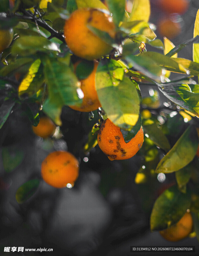 柠檬